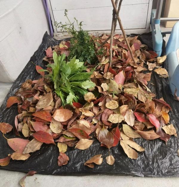 在宠物店和8只猫封控的第9天