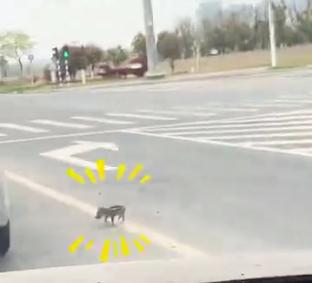 迷你“二师兄”！南京街头窜出野猪幼崽
