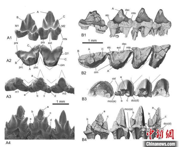 热河生物群这件1.2亿年前化石 为兽类起源提供了新证据