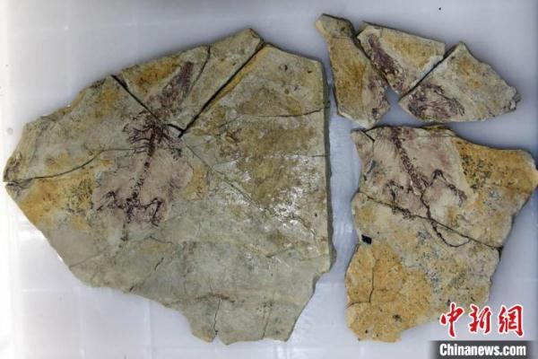 热河生物群这件1.2亿年前化石 为兽类起源提供了新证据