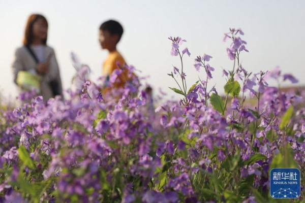 清明节踏青