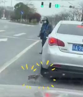 迷你“二师兄”！南京街头窜出野猪幼崽