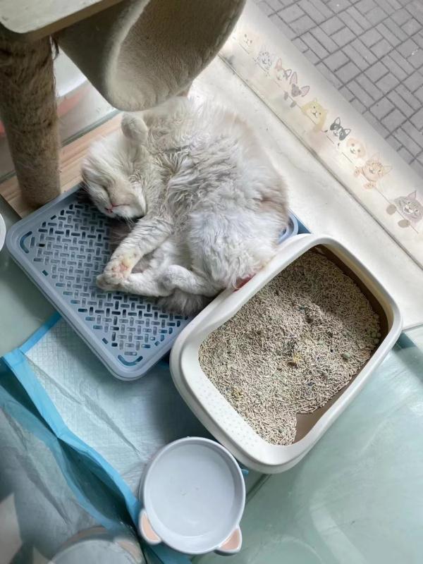 在宠物店和8只猫封控的第9天
