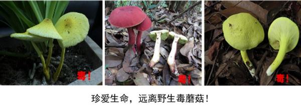 注意！路边的野蘑菇不能随意采