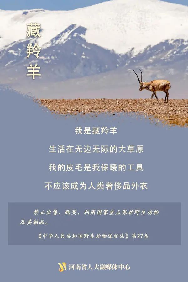 “神奇动物”在这里丨国际珍稀动物保护日，一起来看动物们的自白