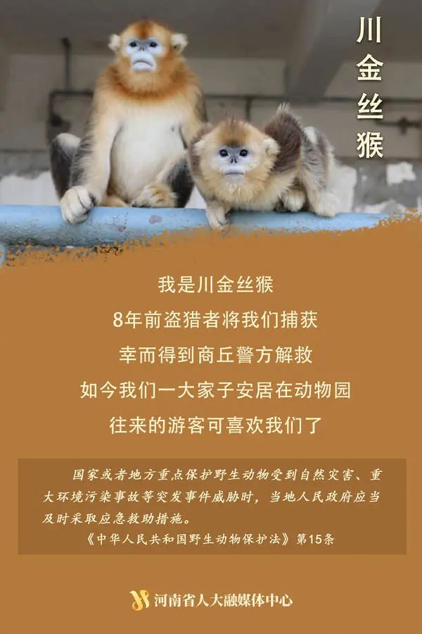 “神奇动物”在这里丨国际珍稀动物保护日，一起来看动物们的自白