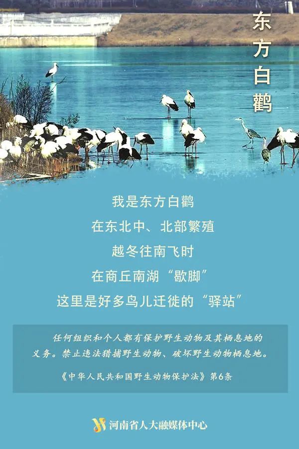“神奇动物”在这里丨国际珍稀动物保护日，一起来看动物们的自白