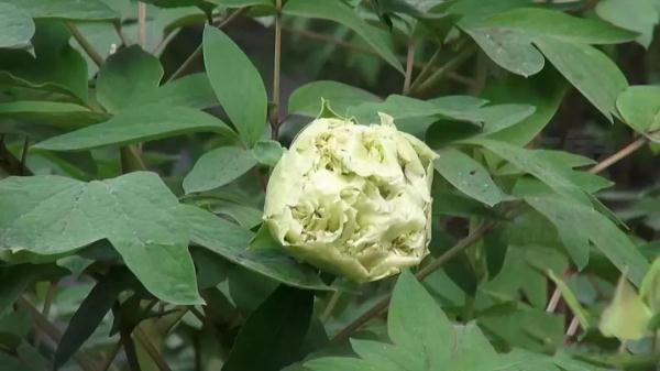 逛公园随手摘花,刑吗? 逛公园随手摘花,刑吗?