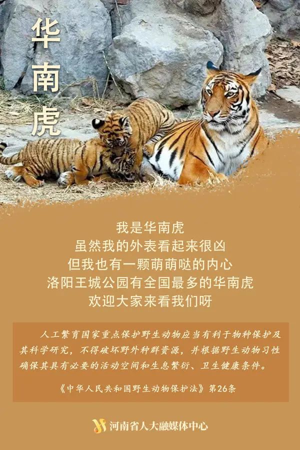 “神奇动物”在这里丨国际珍稀动物保护日，一起来看动物们的自白