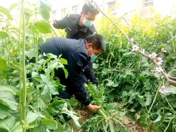能力作风建设年 | 禁种罂粟铲除毒害，沁阳公安让“罪恶之花”无处绽放
