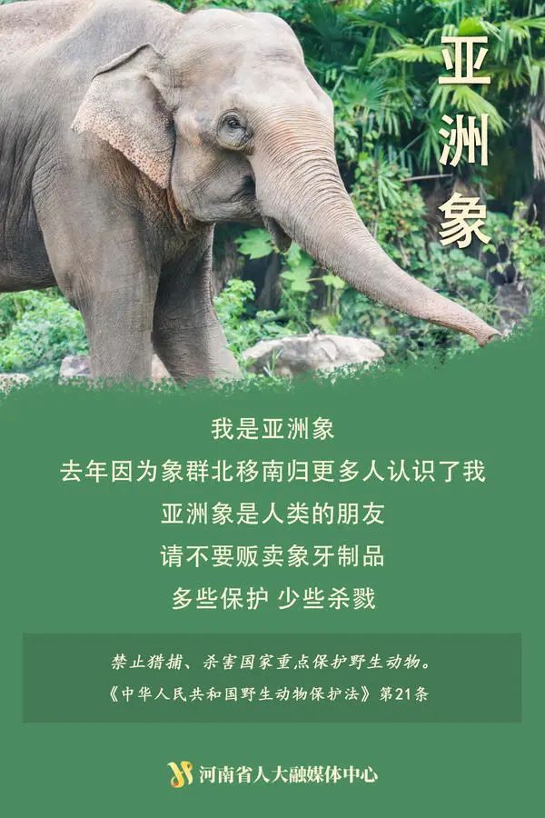 “神奇动物”在这里丨国际珍稀动物保护日，一起来看动物们的自白