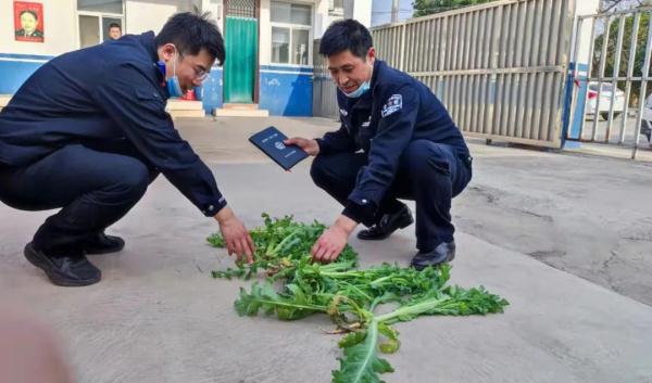 能力作风建设年 | 禁种罂粟铲除毒害，沁阳公安让“罪恶之花”无处绽放