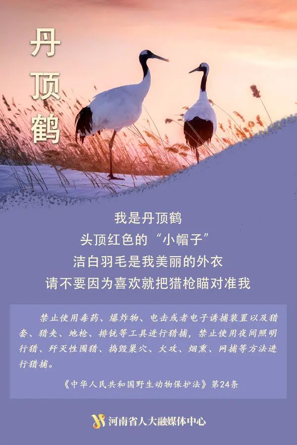 “神奇动物”在这里丨国际珍稀动物保护日，一起来看动物们的自白