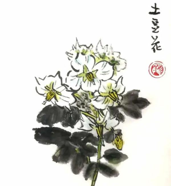 洋山芋发芽了还能吃伐？