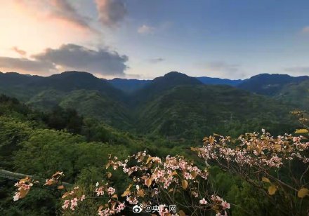 重庆万州七星谷桐花盛放