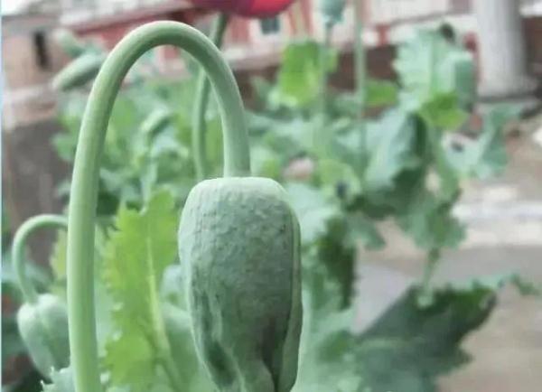 路边捡到一颗种子?他摊上大事了! 路边捡到一颗种子?他摊上大事了!