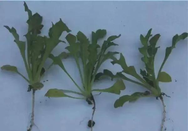 路边捡到一颗种子?他摊上大事了! 路边捡到一颗种子?他摊上大事了!