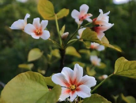 重庆万州七星谷桐花盛放