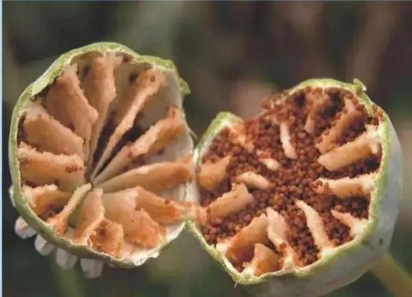 路边捡到一颗种子?他摊上大事了! 路边捡到一颗种子?他摊上大事了!