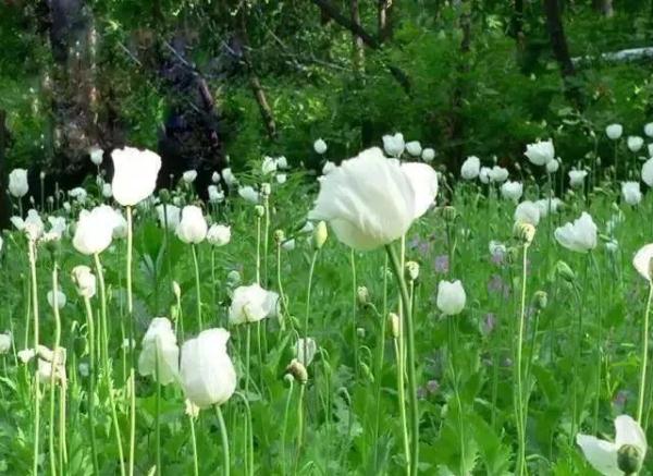 路边捡到一颗种子?他摊上大事了! 路边捡到一颗种子?他摊上大事了!