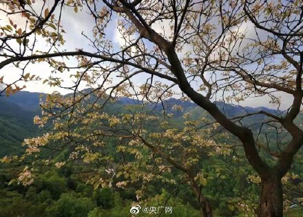 重庆万州七星谷桐花盛放