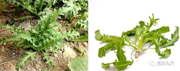 路边捡到一颗种子?他摊上大事了! 路边捡到一颗种子?他摊上大事了!