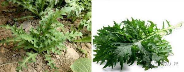 路边捡到一颗种子?他摊上大事了! 路边捡到一颗种子?他摊上大事了!