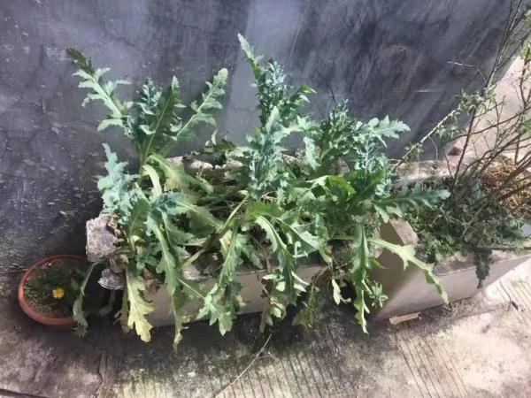 路边捡到一颗种子?他摊上大事了! 路边捡到一颗种子?他摊上大事了!