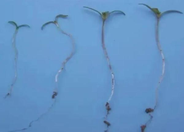 路边捡到一颗种子?他摊上大事了! 路边捡到一颗种子?他摊上大事了!