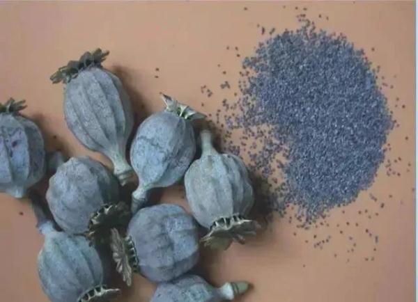 路边捡到一颗种子?他摊上大事了! 路边捡到一颗种子?他摊上大事了!