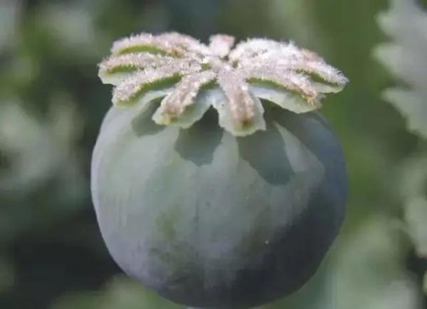 路边捡到一颗种子?他摊上大事了! 路边捡到一颗种子?他摊上大事了!