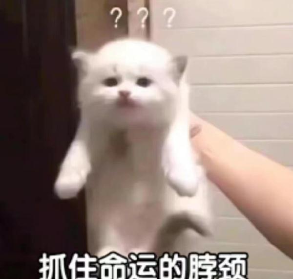“这个说明书能不能帮我翻译一下啊？”