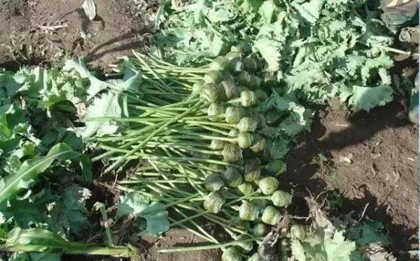 路边捡到一颗种子?他摊上大事了! 路边捡到一颗种子?他摊上大事了!