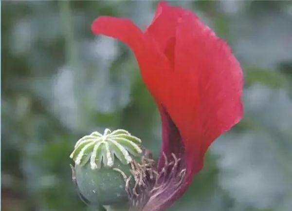 路边捡到一颗种子?他摊上大事了! 路边捡到一颗种子?他摊上大事了!