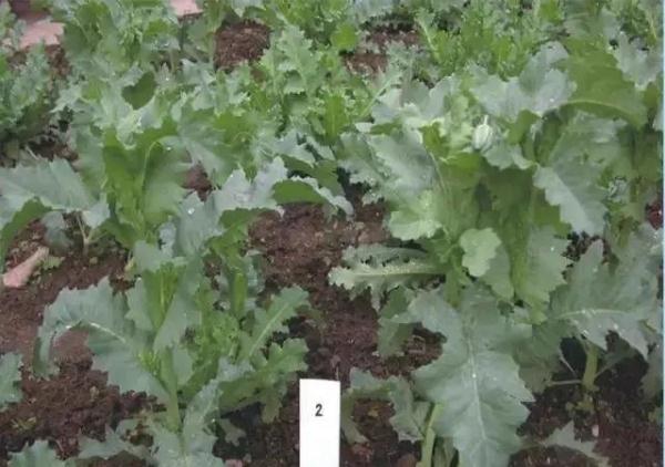 路边捡到一颗种子?他摊上大事了! 路边捡到一颗种子?他摊上大事了!