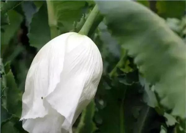 路边捡到一颗种子?他摊上大事了! 路边捡到一颗种子?他摊上大事了!