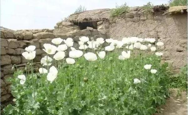 路边捡到一颗种子?他摊上大事了! 路边捡到一颗种子?他摊上大事了!