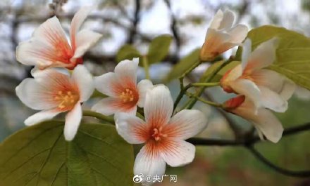 重庆万州七星谷桐花盛放