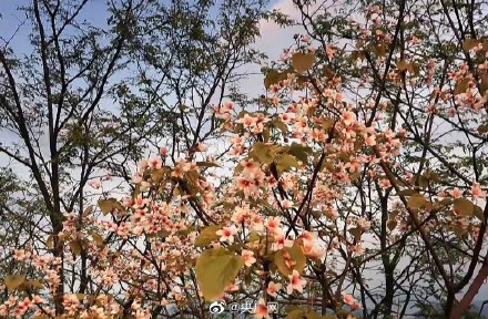 重庆万州七星谷桐花盛放