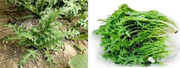 路边捡到一颗种子?他摊上大事了! 路边捡到一颗种子?他摊上大事了!