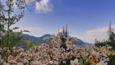 重庆万州七星谷桐花盛放