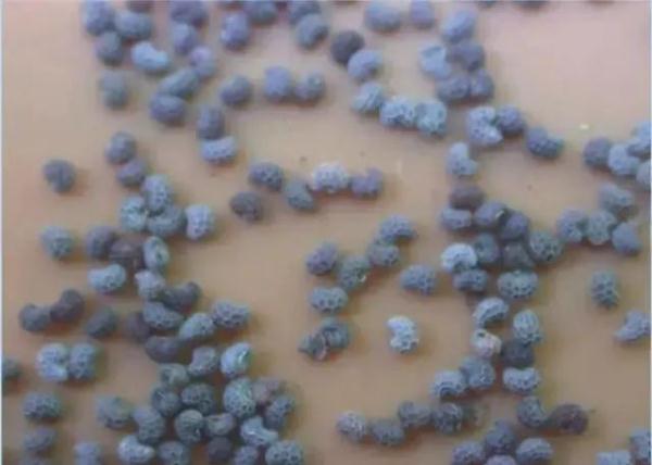 路边捡到一颗种子?他摊上大事了! 路边捡到一颗种子?他摊上大事了!