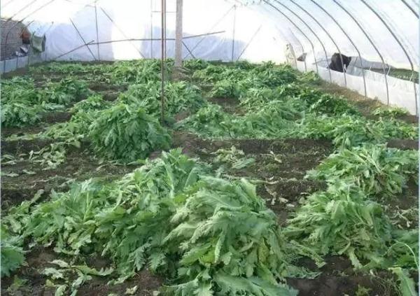 路边捡到一颗种子?他摊上大事了! 路边捡到一颗种子?他摊上大事了!