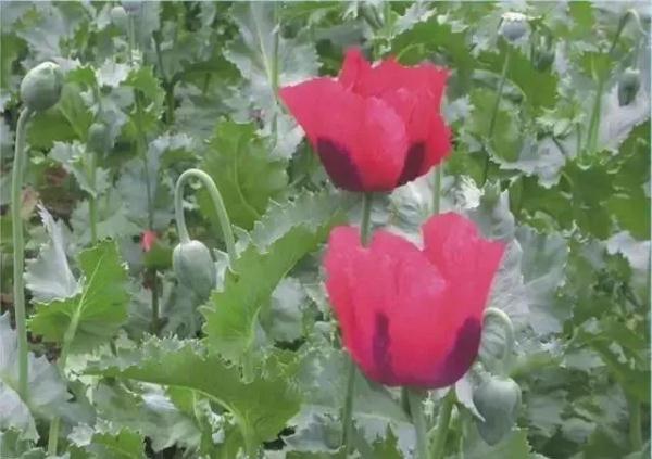 路边捡到一颗种子?他摊上大事了! 路边捡到一颗种子?他摊上大事了!