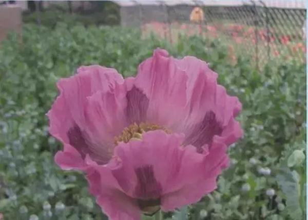 路边捡到一颗种子?他摊上大事了! 路边捡到一颗种子?他摊上大事了!