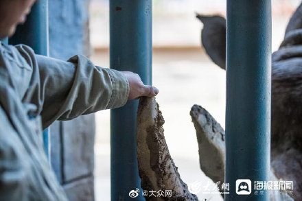 济南动物园里有位犀牛“铲屎官” 曾连续照顾十几个日夜帮犀牛熬过难关 济南动物园里有位犀牛“铲屎官” 曾连续照顾十几个日夜帮犀牛熬过难关