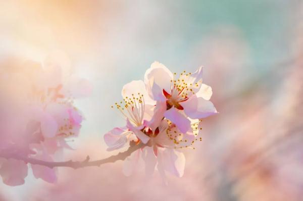 春花好看还好吃，为您打开正确的吃花方式