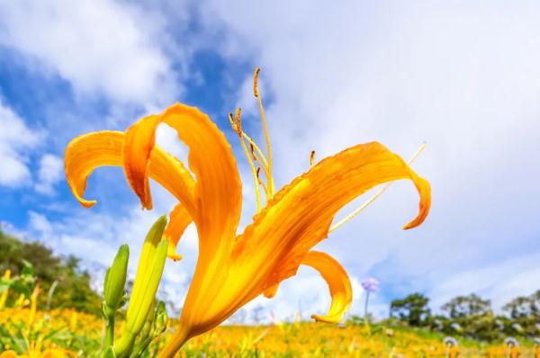 春花好看还好吃，为您打开正确的吃花方式