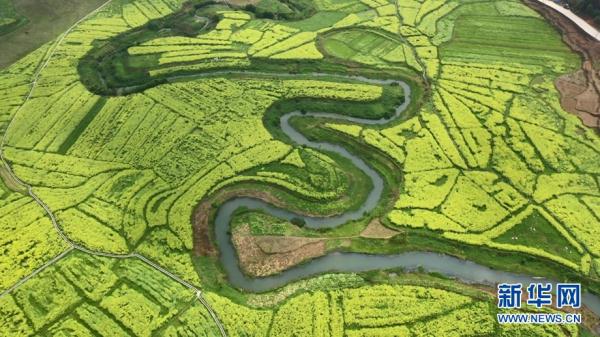 广西：命河两岸花如海