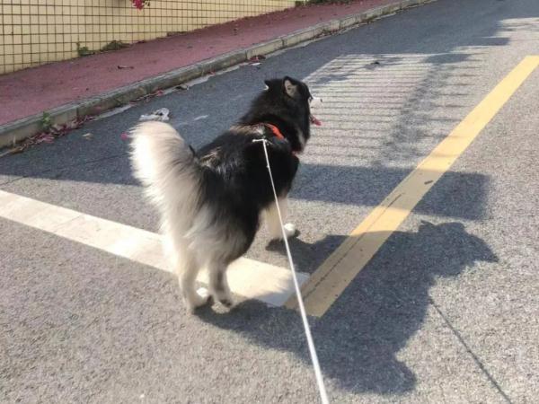 在这些地方遛狗要被没收！广西一地新规将施行